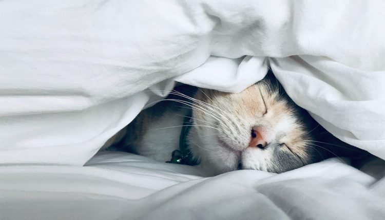 تنظیم خواب در مهاجرت